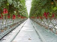 پاورپوینت جلوگيري از پيدايش آفت باكتريايي در بين گوجه هاي گلخانه اي به وسيله درمان هاي بيولوژيكي