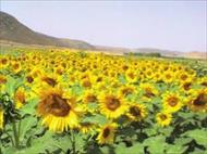 پاورپوینت اثر عوامل محيطي در رشد و نمو بازدهي محدودكننده در زراعت آفتاب گردان